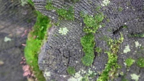 Moss log close up Stock Footage 69891349