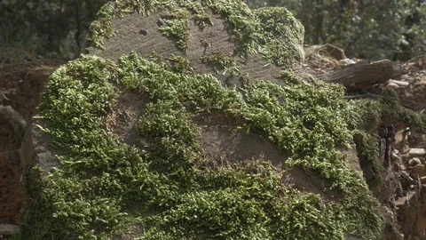 Moss on a log Stock Footage 106823746