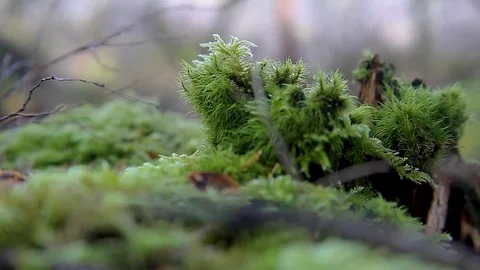 Moss on a Log Stock Footage 122191984