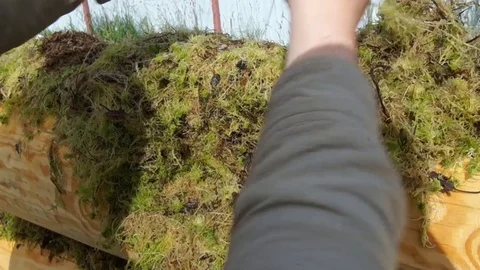 Moss on a log. man puts moss Stock Footage 79879541