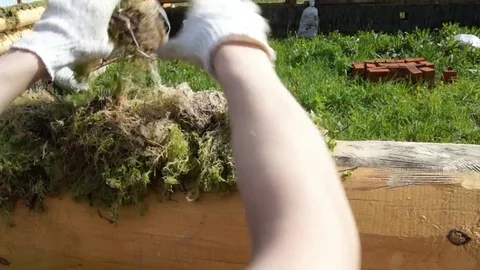 Moss on a log. man puts moss Stock Footage 79879572