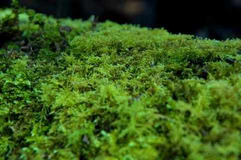 Moss on a Log Stock Photos
