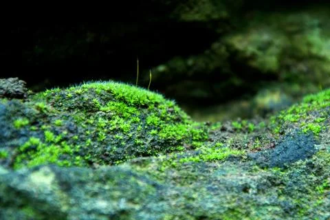 Moss Lumps Stock-Fotos