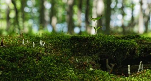 Moss macro close-up in lush forest Stock Photos
