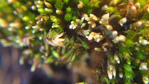 Moss macro close up with plenty of plant details Stock Footage 121115530