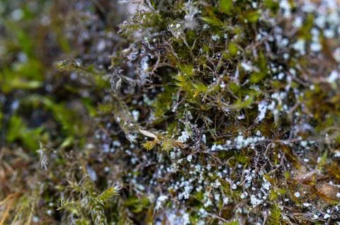 Moss Macro Closeup Selective Focus: Intricate Texture, Tiny Spores, Green O.. Stock Photos
