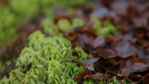 Moss macro Stock-Footage 125122955