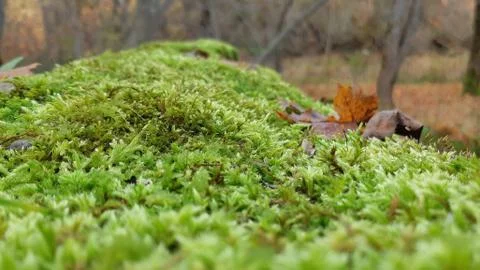 Moss Macro in Forest Stock Photos