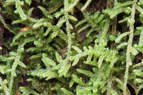Moss macro Stock Photos