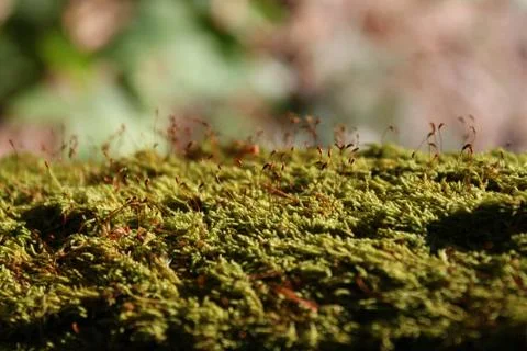 Moss Macro 写真素材