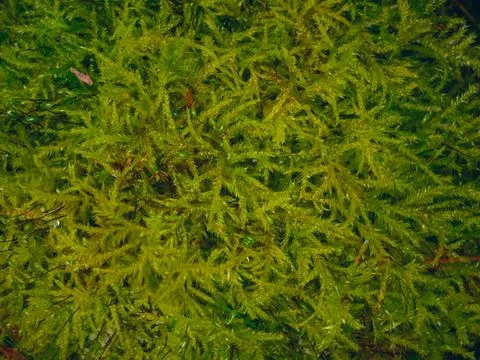 Moss macro texture green background close-up Fotos Stock