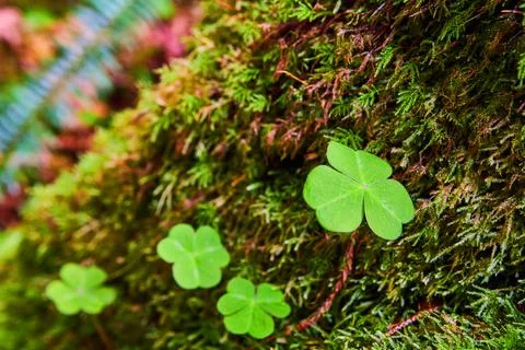 Moss with macro of three leaf clover Stock Photos