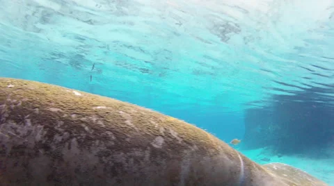 The moss on a manatee's back feeds small fish Stock Footage 62841337