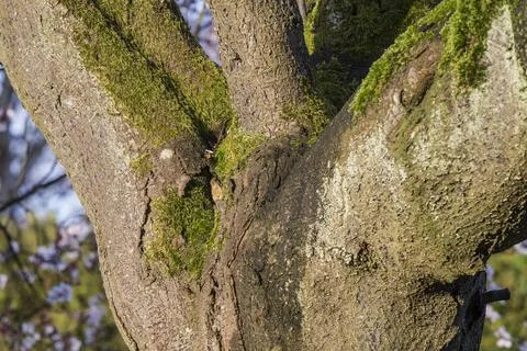 Moss on mature tree Fotos Stock