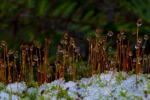 Moss in melting snow Stock Photos