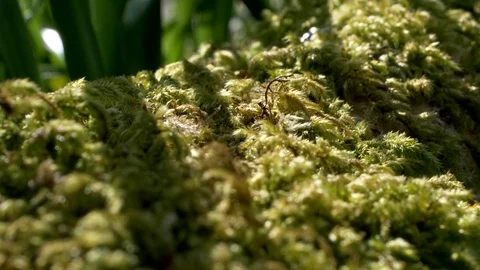 Moss Mid Shot 1 Stock Footage 129168749