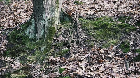 Moss. Moss grows on the side of a mountain. Video stock 123902328