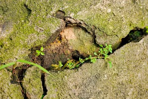 Moss on Mossy Rock Crevice with Tiny Green Sprout Growing Stock Photos