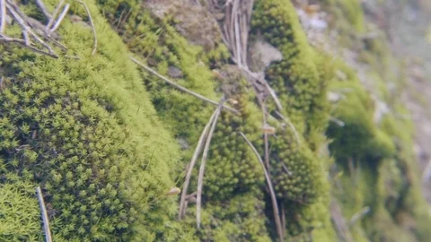 Moss from the mountain close up Stock Footage 103473262
