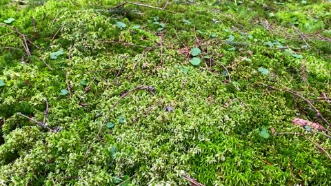 Moss in  Mountains 2 Stock Footage 146922952