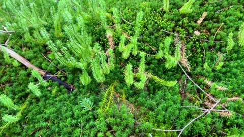 Moss in Mountains 3 Stock Footage 146925796