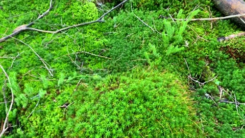 Moss in Mountains 4 Stock Footage 146924470