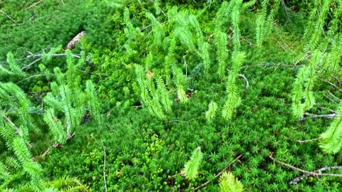 Moss in Mountains 5 Stock Footage 146925515