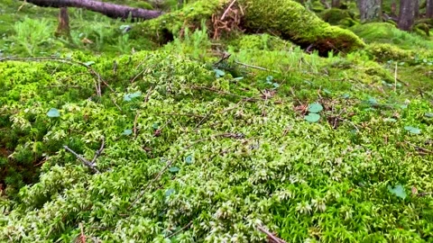 Moss in Mountains Stock Footage 146924220