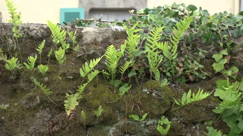 Moss on mure Video stock 160355321