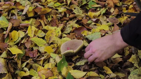 Moss mushroom pick up Stock Footage 87803749