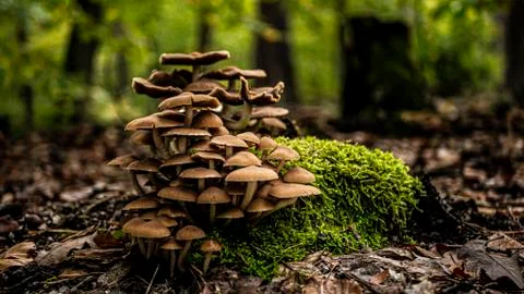 Moss Mushrooms Foto stock