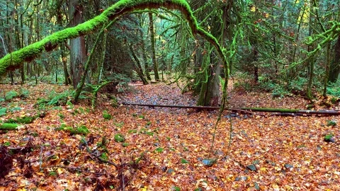 Moss Nature Forest Floor, Maple Leafs and Green Mossy Bark Landscape Nature Park Stock Footage 99069400