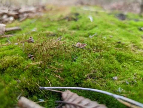 This is the moss in nature Stock Photos