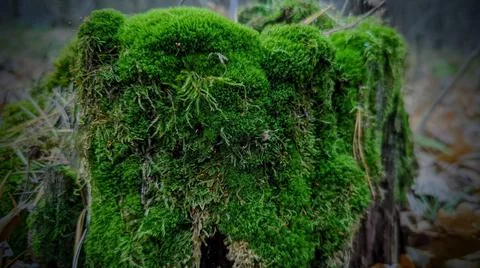 This is the moss in nature Stock Photos