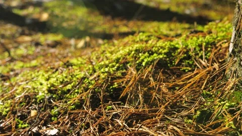 Moss, needles and bark in a pine forest Stock Footage 166124468