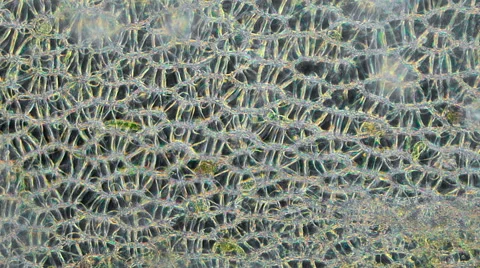 Moss Network Protozoa 200x Stock Footage 40625959