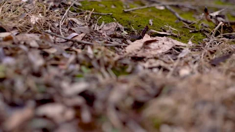 Moss Next to the River Stock Footage 171603598