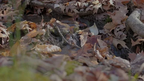 Moss Next to Small Waterfall Vídeo Stock 235220686