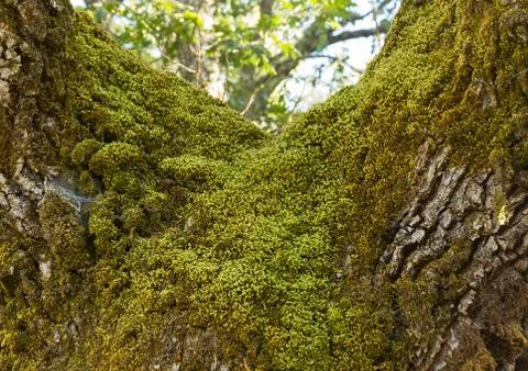 Moss on the  oak Stock-Fotos