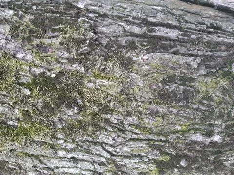 Moss on the Old Bole Stock Photos