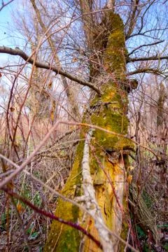 Moss on an old broken rotten tree Stock Photos