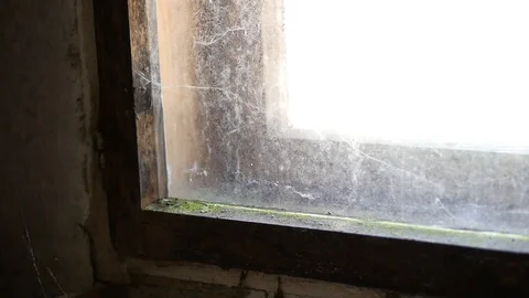 Moss on old dirty window Stock Footage 88828609