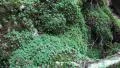 Moss on old fallen tree root in autumnal forest dolly HD Footage