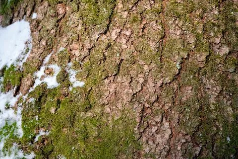 Moss on the old forest cherry trunk on a sunny winter day. Wintering trees. Stock Photos
