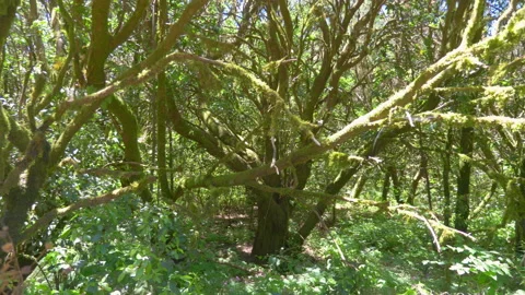 Moss on the old laurel tree in the ancient forest in Gomera island in 4k slow Stock Footage 232939473
