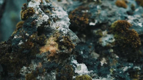 Moss on old mountain rock Stock Footage 81386357