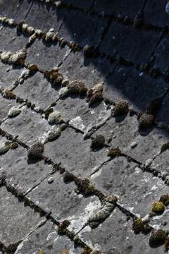 Moss on old rooftiles Stock Photos