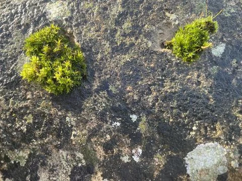 Moss on old stone surface Stock Photos
