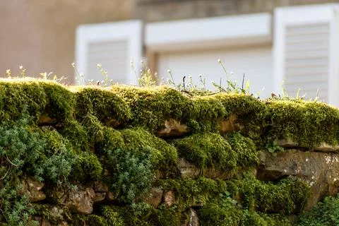 Moss on an old stone wall Stock Photos
