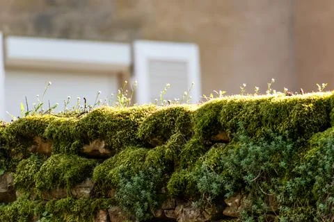 Moss on an old stone wall Stock Photos
